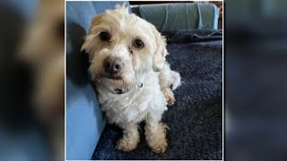 Scammers target Gouverneur woman offering reward for lost dog