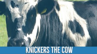 Knickers the Huge Cow