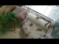 小狐獴與大象龜之旅🐢  little meerkat and giant tortoise adventure hong kong ocean park 海洋公園 親子活動 大自然 保育