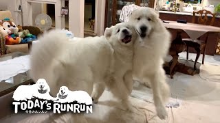 涼しくなって絶好調のルンルン！アランを圧倒する　Great Pyrenees　グレートピレニーズ