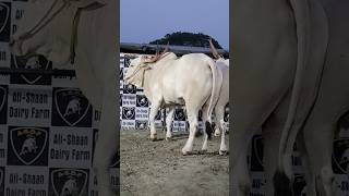 biggest halikar ox pair of 2023 in Ali-shaan dairy farm #viral #trending #like #share #halikar