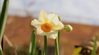 小さな窓の花ごよみ 785 冬の花 冬の空 ♪ 愛は限りなく：文太郎 ♪