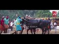 jappinamogaru kambala 2025 semi final race ಜಪ್ಪಿನಮೊಗರು ಜಯ ವಿಜ... kambala final mukesha funny