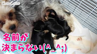 パンちゃんの四つ子ちゃん！お名前決まりませ～ん【ヨークシャーテリア専門犬舎チャオカーネ】