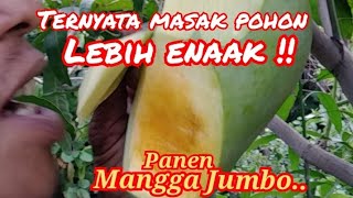 Panen Mangga Jumbo, makan di pohon rasanya mantap #shorts