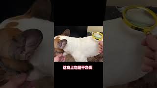 小小点链子是假的，掉塞了#抖音宠物天团 #法斗