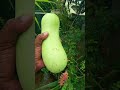 Harvesting Kaddu 🥒 in my leafy Library #gardening #mytakeonhomeandgarden #fruit #vegetables #foryou