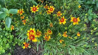 My choice for the best Coreopsis today