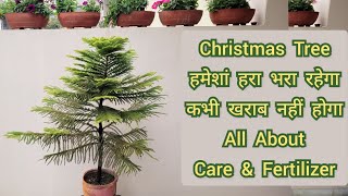 Christmas Tree हमेशां हरा भरा रहेगा कभी खराब नहीं होगा, Christmas tree care \u0026 fertilizer tips