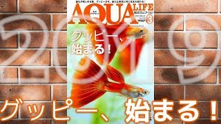 月刊アクアライフ2019年3月号、最新のグッピーについて知りたいあなたに！【ふぶきテトラ】