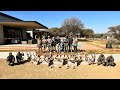 Buffalo Hunting with Leeuwkop Hunting Safaris 2023