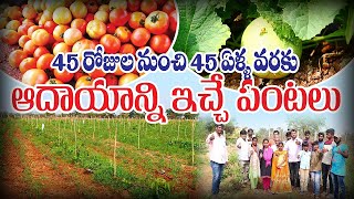 Agro Forestry Farming || బహుళ పంటల కలబోత - ఆదాయానికి భరోసా || Pasha