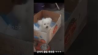 강아지클럽 후유증