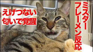 フレーメン反応の申し子猫、かつてない匂いに覚醒する my second cat A.K.A 'Mr nice Flehmenner'