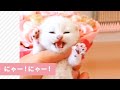 「ニャーニャー！」泣きやまない子猫ちゃん😿すると先輩猫がやってきて…