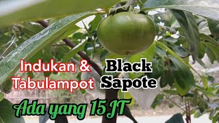 Indukan Black Sapote || Berbuah Lebat || Tabulampot Black Sapote berbuah di pot