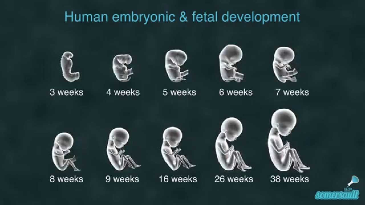 Human Embryo Development Stages