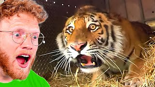 BeckBros React To Animals Being FREED For The First Time!