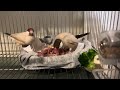 文鳥餵食 ムンニア 餌を与える munia feed bird feeding