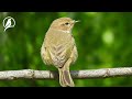 Birdsong, Natural Sounds - Peaceful Melodies That Awaken The Soul, An Endless Source Of Inspiration