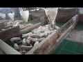 बङ्गुर को सानो पाठा कसरी राख्दा राम्रो unique pig farm bangur palan sambandhi जानकारी