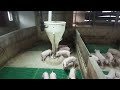 बङ्गुर को सानो पाठा कसरी राख्दा राम्रो unique pig farm bangur palan sambandhi जानकारी