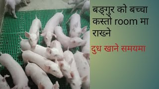 बङ्गुर को सानो पाठा कसरी राख्दा राम्रो ,  unique pig farm , bangur palan sambandhi जानकारी