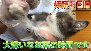 【保護子猫】病気を治す為の目薬したら大暴れ