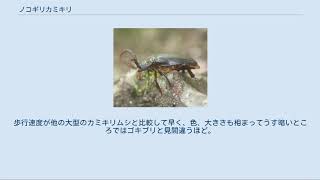 ノコギリカミキリ