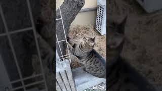 【野良猫撮ってみた】フル