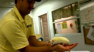 Albino Hedgehog scares Shaun