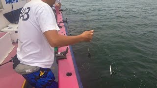 HAB FISHING 太刀魚釣り@横須賀 大津港 小川丸 ドラゴンを求めてシャクリ続けろ！