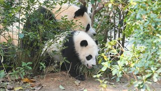 Wow, Mama Yuan Run shows up with one of her twin baby🎊✨🎈