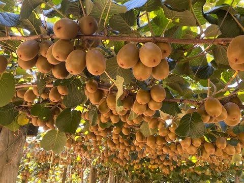 Kiwifruit Country New Zealand - YouTube