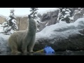 ピリカから受け取りたいバトン♪〜polar bear　