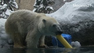 ピリカから受け取りたいバトン♪〜Polar Bear　\