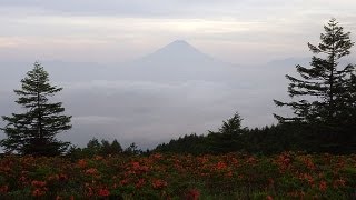 甘利山のレンゲツツジと雲海富士 Japanese azalea and Mt.Fuji on the sea of ​​clouds ( Shot on RED EPIC )