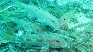 Buceo en Calabardina (Cabo Cope) Murcia en el pecio \