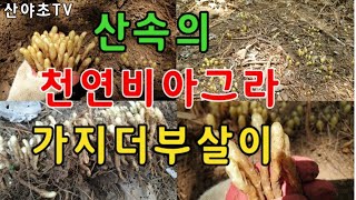 사막같은 곳에서 땅속의 보물 최고의 남자정력제 천연비아그라 가지더부살이 초대박 산행 산야초TV 산야초산행#MyYearOnYouTube2023