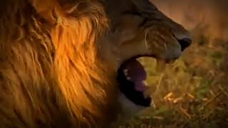 Lion Laughing - No Copyright Gif