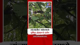 Ratnagiri | रत्नागिरी लांजा तालुक्यातील भांबेडमध्ये दुर्मिळ शेखरूचे दर्शन | tv9 Marathi