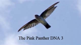 SP The Pink Panther DNA 3 Suara Panggil Walet Terbaik