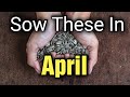 You Must Sow these in April | Gardening for Beginners