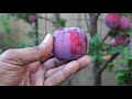 how to grow pluots a delicious plum apricot fruit 3 in one pluot easy to grow in your garden