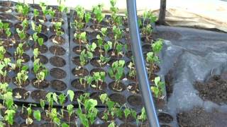 DANDA VEERANJANEYULU SHEDNET,HOUSE,AGRICULTURE IMPLIMENTS,CAPPCICUM,FARMINGCHILLI,BRINZAL,TAMOTO,CAB