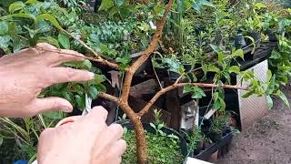 BONSAI DE PITANGA E MAIS UMA INTERVENÇÃO : DICAS DE PODA