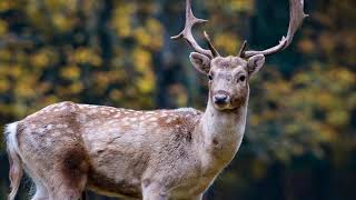 Symbolism of Deer (13 Surprising Meanings)