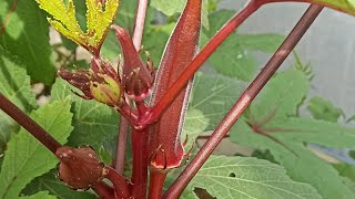 Starting My New Garden in Our New House -எங்கள் புதிய வீட்டில் எனது புதிய தோட்டத்தைத் தொடங்குகிறேன்.