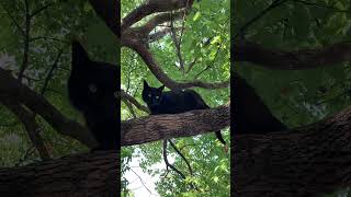 木登りする黒猫 #Shorts “Black cat climbing a tree”