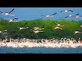 rare sighting of 2000 flamingos flying the most incredible flamingo sighting in 2022 flamingo